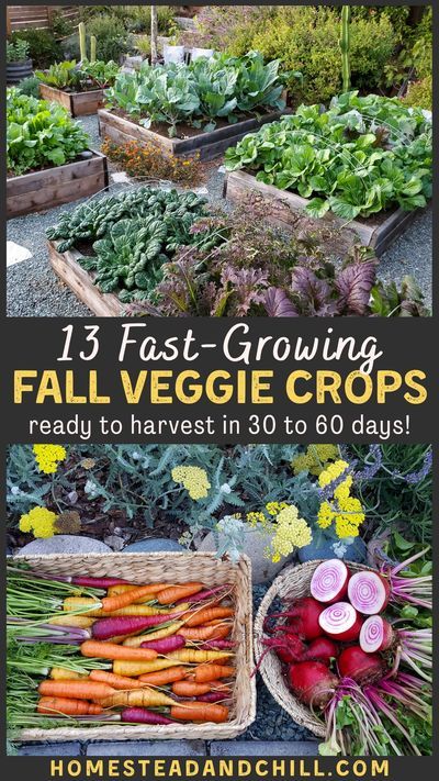 Up against the clock, with winter on the horizon? Don't let that stop you from gardening in the fall! Come discover the top 13 fastest growing cool season crops for your fall garden - some ready to… Veg Growing, Gardening Party, Fast Growing Vegetables, Homestead Gardening, Saving Seeds, Homesteading Tips, Tattoo Plant, Fall Gardening, Sustainable Gardening