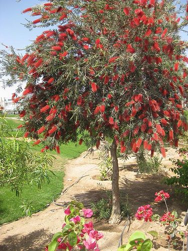 Bottle brush - 15g (49.95) Grow to 10-15ft tall which will take 4-5 years.  Bring in a lot of butterflies and hummingbirds. Bottle Bush, Bottle Brush Trees Landscape, Bottle Brush Tree, Bottlebrush Trees, Bottle Brush Plant, Queensland Bottle Tree, Bottlebrush Buckeye, Plants With Red Flowers, Australian Bottle Tree