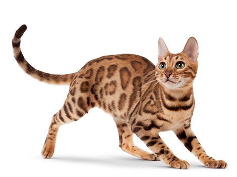 Gato Bengali, Cat Anatomy, Cat Reference, Cat Pose, Cat Photography, Warrior Cat, Bengal Cat, Domestic Cat, Cat Care