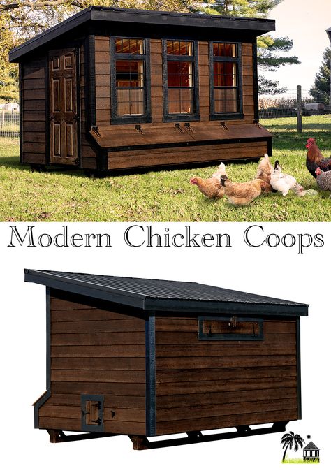 Explore our beautiful backyard modern lean-to chicken coops for sale and see what makes our coops the perfect home for your chickens! Lean To Chicken Coop, Backyard Modern, Chicken Raising, Lean To, Backyard Chicken Coops, Chicken Coops, Beautiful Backyards, Raising Chickens, Chickens Backyard