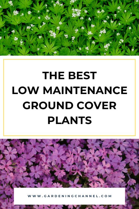 creeping phlox and sweet woodruff with text overlay the best low maintenance ground cover plants Flowering Ground Cover Perennials, Low Ground Cover, Best Ground Cover Plants, Low Growing Ground Cover, Grass Alternative, Sustainable Landscape, Perennial Ground Cover, Planters Garden, Flowering Bushes