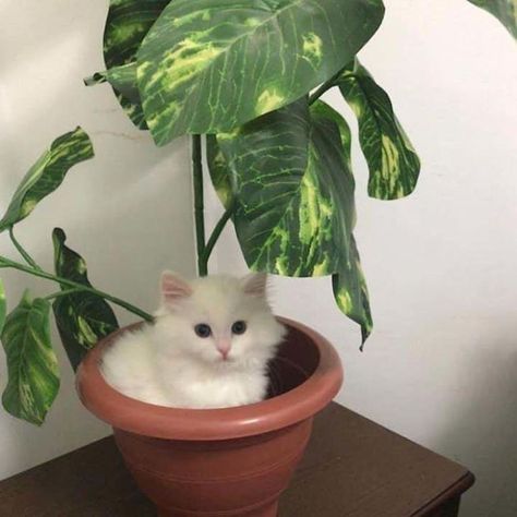 Cat Vibing, One Eyed Cat, Random Places, Cat Plants, Outdoor Cats, Cat Pet, Animal Companions, Kitten Adoption, Silly Cats