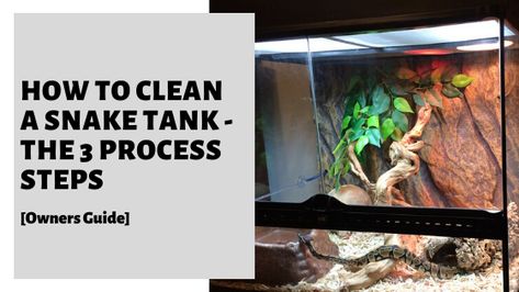 Wondering How To Clean A Snake Tank? Discover the 3 process steps involved in this owners guide to help you do so effectively and properly. #snakes #snake #petsnake Snake Care For Beginners, Snake Information, Snake House, Snake Care, Snake Cages, Snake Enclosure, Snake Tank, Python Snake, Pet Snake