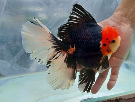 Oranda Fish, Goldfish Species, Goldfish Breeding, Fish Anatomy, Oranda Goldfish, Pet Goldfish, Fancy Goldfish, Social Media Specialist, Goldfish Tank