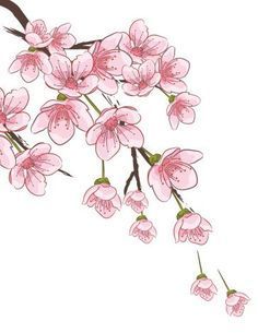 Branch Vector, Blossom Branch, Flower Drawing Tutorials, 그림 낙서, Cherry Blossom Branch, Cherry Blossom Art, Blossom Tattoo, Flower Sketches, Blossoms Art