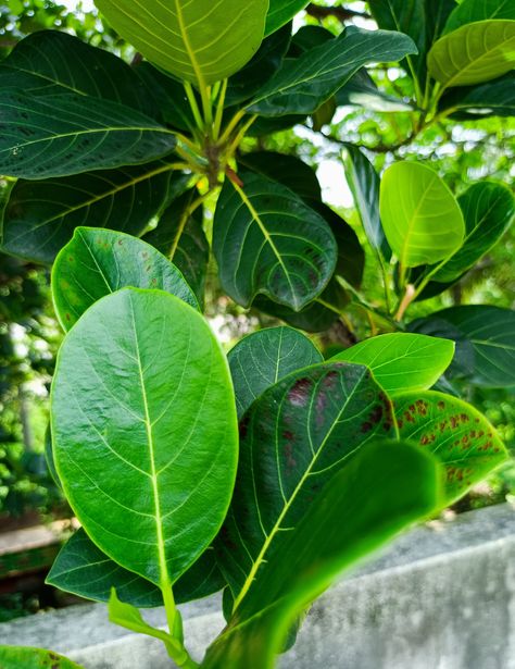 Jackfruit tree leaf Jackfruit Tree, Western Ghats, Tropical Art, Tree Leaves, Sri Lanka, Fig, Plant Leaves, India, Fruit