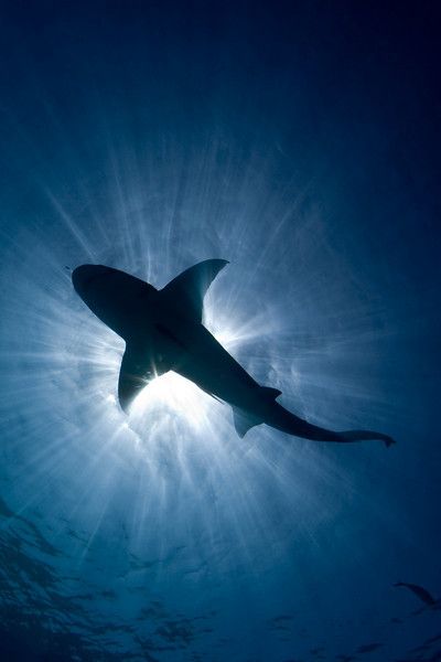 Shark Pictures, Underwater Images, Small Shark, Shark Bait, Shark Fishing, White Sharks, Shark Week, Great White Shark, Whale Shark