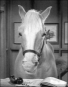 Mr Ed, Mister Ed, 17 Feb, Palomino Horse, The Lone Ranger, Classic Television, Old Shows, Old Tv Shows, Vintage Tv