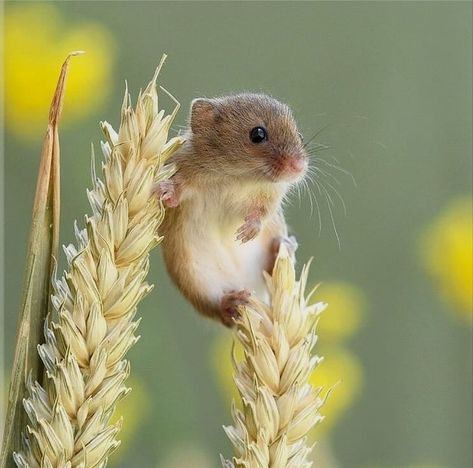 Suzanne Lepage on Twitter: "Nite nite all animal lovers 🐾💗🐾 Sweet dreams everyone 😍😴💤😘… " Regard Animal, Harvest Mouse, Regnul Animal, Cute Mouse, Wildlife Nature, Cute Animal Pictures, Cute Creatures, Sweet Animals, Animal Photo