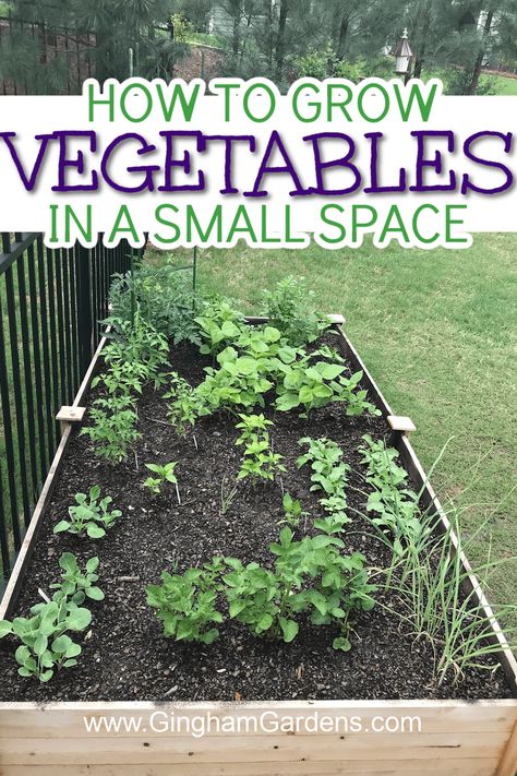 Are you wondering how to get the most out of your small space when it comes to vegetable gardening? Growing vertically, utilizing containers, and carefully selecting the best vegetables for your space are all great ways to make the most of your small space vegetable garden. Read on for more information about the tips and tricks for vegetable gardening success in limited garden spaces. Tiny Vegetable Garden, Small Space Vegetable Garden, Vege Garden Design, Best Vegetables, Small Vegetable Gardens, Small Front Yard, Growing Cucumbers, Garden Plots, Vegetable Garden Diy