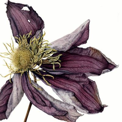 Botanical Artists, Wilted Flowers, Painting Methods, Seed Heads, Botanical Painting, Botanical Watercolor, Botanical Drawings, South London, Dec 1