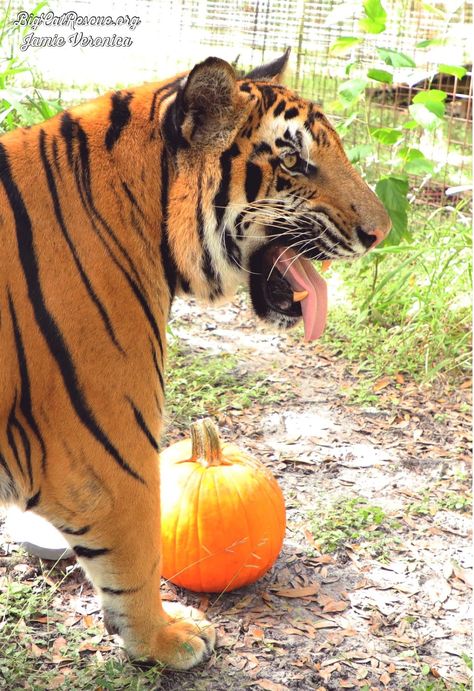 Good morning Big Cat Rescue Friends! ☀️ Max Tiger is so excited for his pumpkin enrichment! Happy Tongue Out Tuesday from Max and all of us at Big Cat Rescue! #GoodMorning #BigCats #BigCatRescue #Rescue #TuesdayMorning #TongueOutTuesday #Tiger #CaroleBaskin Tiger Cats Domestic, Tiger Attacking, Tiger Curled Up, Tiger And Cat Together, Big Cat Rescue, Big Cats, Good Morning, Animals