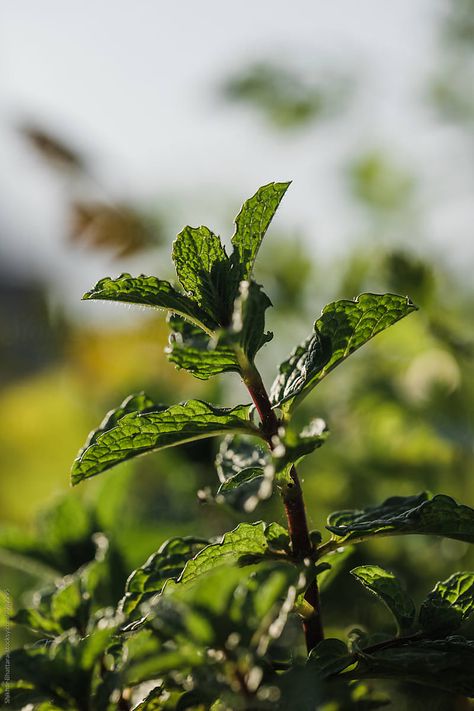 Close Up Of Mint Plant. | Stocksy United Plants Up Close, Plants Photography Aesthetic, Plant Close Up, Mint Plant Aesthetic, Close Up Nature Photography, Flora Background, Hotel Shoot, Medium Close Up, Mint Photography