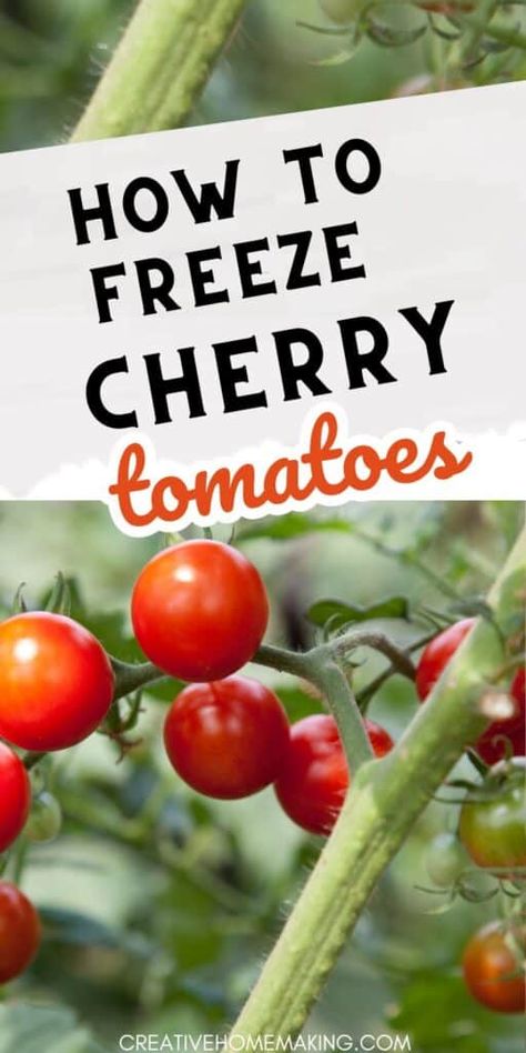 Preserve the fresh flavors of summer with our guide to freezing cherry tomatoes. Learn simple techniques to store these vibrant gems for future use in sauces, soups, and more. Join us in savoring the taste of summer all year round! How To Store Cherries, Freezing Cherry Tomatoes, Freeze Dried Food Storage, Freezing Tomatoes, Favorite Casserole Recipes, Preserving Tomatoes, Cherry Tomato Recipes, Home Canning Recipes, Green Cherries