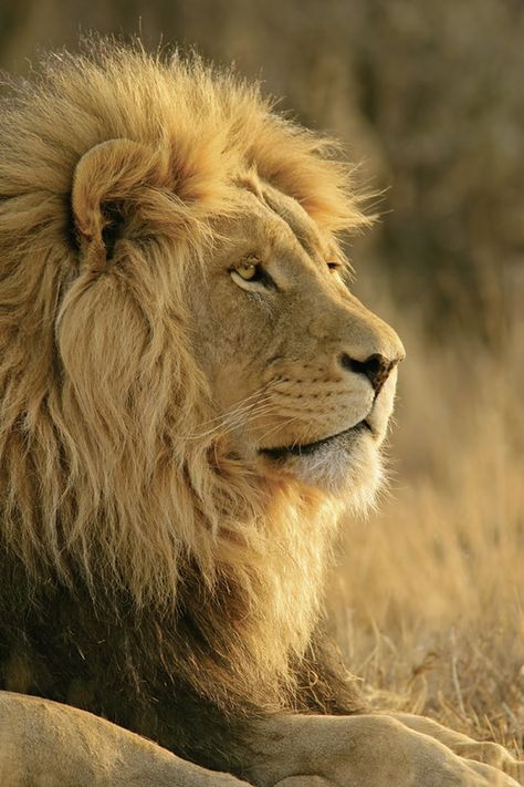 Lions Mane Benefits, Lion's Mane Jellyfish, Dog Lion Mane, Lion Kingdom, Largest Lion, Panthera Leo, Wild Lion, Lions Photos, Lion Wallpaper