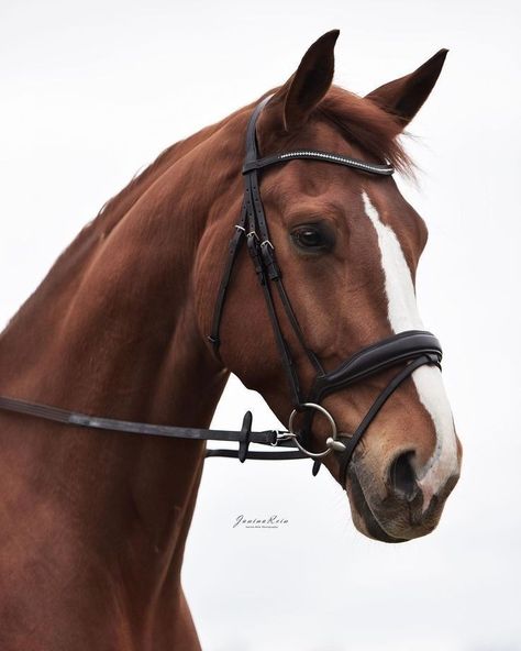 Horse Head Reference, Horse With Bridle, Warmblood Horses, Eyeball Art, Cute Horse Pictures, Beautiful Horse Pictures, Realistic Pencil Drawings, Dressage Horses, Chestnut Horse