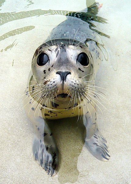 Harbor Seal, Cute Seals, Seal Pup, A Seal, Marine Mammals, The Marine, Marine Animals, Ocean Creatures, Ocean Animals