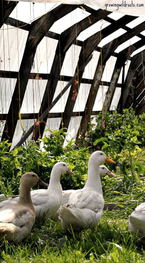 Duck Aesthetic, Keeping Ducks, Duck Pens, Farm Inspiration, Duck Farm, Backyard Ducks, Duck Coop, Hobby Farming, Duck Farming