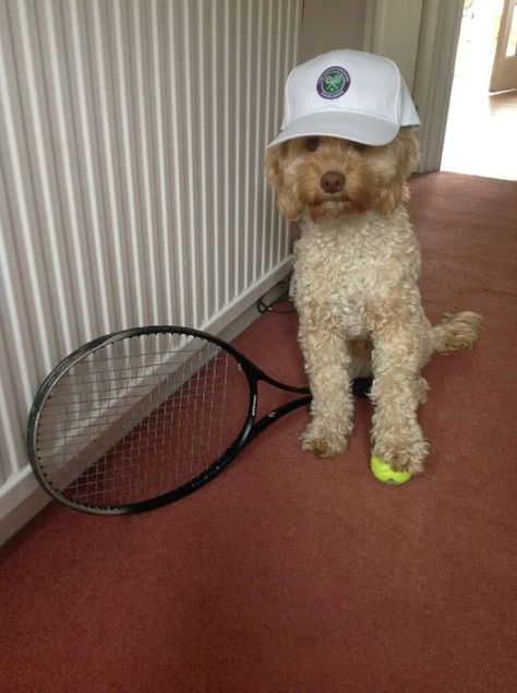 19 Tennis Club, Top 50, Tennis Racket, A Dog, 3d Printing, Tennis, Dogs, For Sale