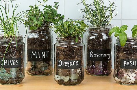 I want an entire windowsill of these in my kitchen! | Make An Adorable Herb Garden With Old Glass Jars Repurpose Glass Jars, Kebun Herbal, Mason Jar Herbs, Mason Jar Herb Garden, Seed Starters, Taman Diy, Tanaman Pot, Herb Garden In Kitchen, Jardim Diy