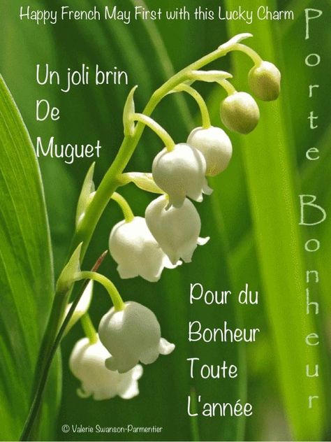 Happy Lilly of the Valley French Day 1 Er Mai Muguet, Seasonal Produce Guide, Contemporary Landscape Design, 1. Mai, Aesthetic Garden, Garden Aesthetic, Flower Quotes, In Season Produce, Ideas Garden