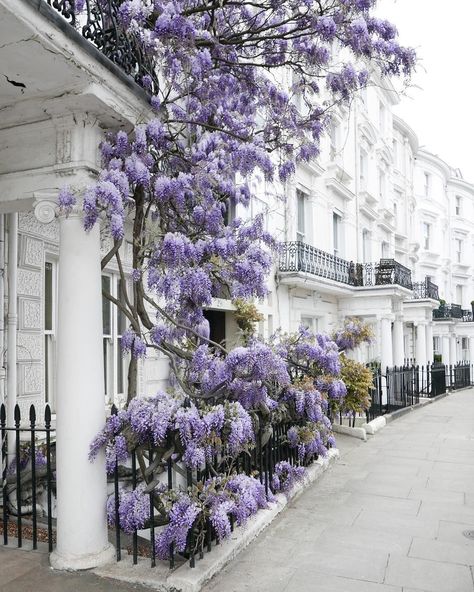 Wisteria, Purple Flowers, Lilac, London, Building, Purple, Flowers, On Instagram, White