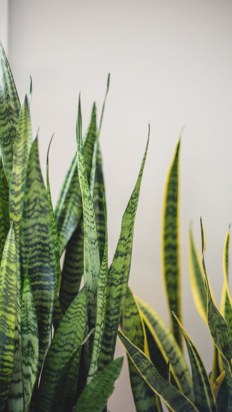 Add indoor greenery with Snake Plants Indoor Greenery, Snake Plants, Plant Aesthetic, Saint George, Snake Plant, Flora And Fauna, Mother In Law, Green Thumb, The Basics