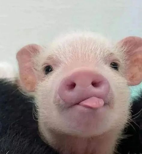 Silly Animal Pictures, Not Pregnant, Cute Piglets, Christmas Outfit Ideas, Mini Pigs, Cute Small Animals, Cute Animals Puppies, Very Cute Dogs