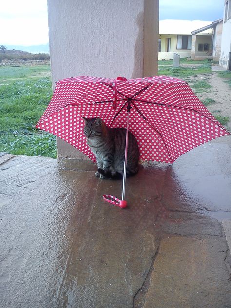 cat taking selter under the umbrella Head Umbrella, Cat Umbrella, Simple Character, Under My Umbrella, Drawing Inspo, A Cat, Umbrella, Cute Animals, Character Design