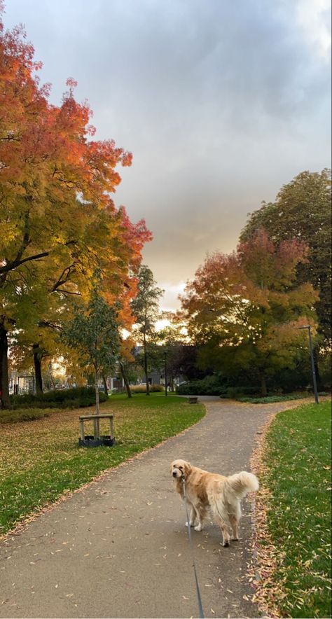 Walking A Golden Retriever, Autumn Dog Walk Aesthetic, Morning Dog Walk Aesthetic, Dog Owner Aesthetic, Romanticising Winter, Fall Golden Retriever, Dog Moodboard, Fall Walk, Autumn 23