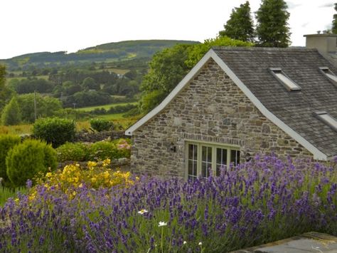 Irish Cottages for Sale in Ireland  I'd love to own this, I'd never leave.. Ireland Aesthetic Irish Cottage, Irish Cottage Interiors, Sheep Pasture, Irish Cottages, Ireland Houses, Uk Countryside, Ireland Aesthetic, Ireland Cottage, Moving To Ireland