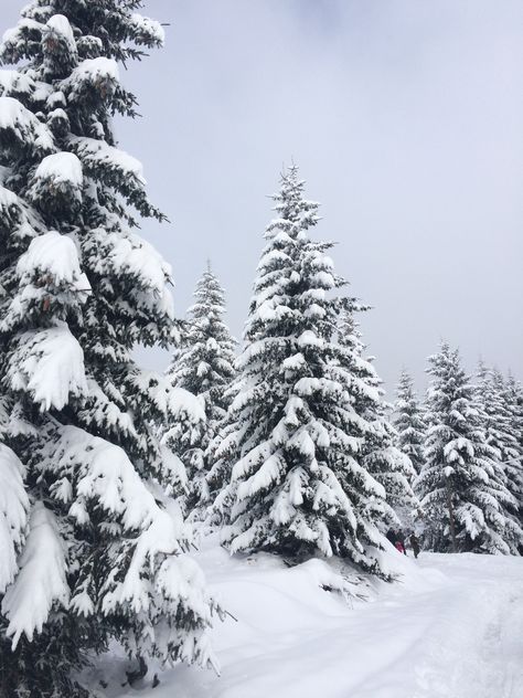 Nature, Snow Forest Aesthetic, Aspen Snow, Trees In Snow, Beautiful Winter Scenes, Snow Forest, Tree Winter, Snow Covered Trees, Snowy Trees