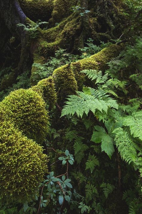 Botanisk Illustration, Moss Covered, Moss Garden, Landscape Designs, Airbrush Art, Forest Floor, Trik Fotografi, Green Landscape, Outdoor Wood