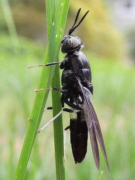 Black Soldier Fly Larvae, Edible Bugs, Feed Room, Black Insects, Wasp Waist, Edible Insects, Black Soldier, Black Soldier Fly, Beautiful Insects