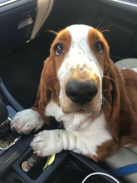 Basset Puppies, Basset Hound Puppy, Hound Puppies, Basset Hound Dog, Bassett Hound, Hound Dog, Hamsters, Basset Hound, Baby Dogs