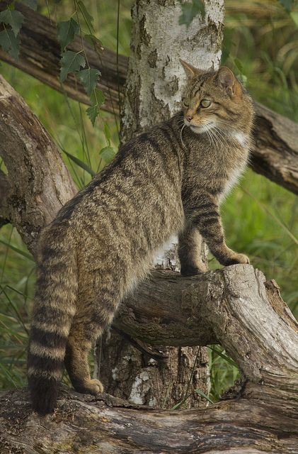 ☀BWC Scottosh Wild Cat - Showing off the distinctive Wild Cat tail. Also the symbol for the McGillivray Clan Hamish Macbeth, Scottish Wildcat, Cat Standing, Small Wild Cats, Cat Tail, Airbrush Art, Domestic Cat, Cat Aesthetic, Wild Life