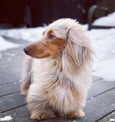 21 Dachshunds With The Most Beautiful Coat Patterns. The Last One… WOW. – The Paws Arte Dachshund, Dachshund Breed, Dachshund Funny, Dapple Dachshund, Long Haired Dachshund, Weenie Dogs, Dachshund Lovers, Dachshund Puppies, Irish Setter