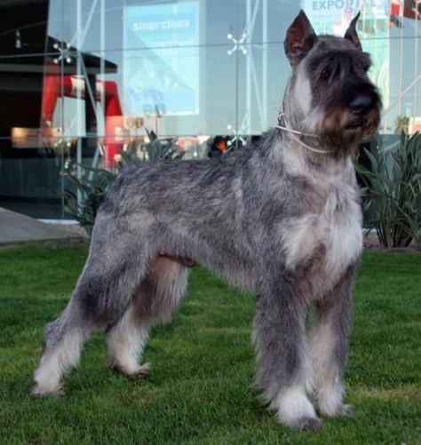 Salt and Pepper Giant Schnauzer...THIS will be my next dog. I love my mini so much! Salt And Pepper Giant Schnauzer, Giant Schnauzer Salt And Pepper, Giant Schnauzer Colors, Schnauzer Breed, Schnauzer Grooming, Standard Schnauzer, Giant Schnauzer, Pepper Salt, Schnauzer Puppy