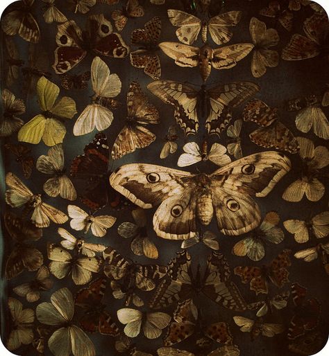 Crimson Peak, Vulture Culture, Fairy Grunge, Catwoman, Natural History, Chinoiserie, Moth, Art Inspo, Bugs