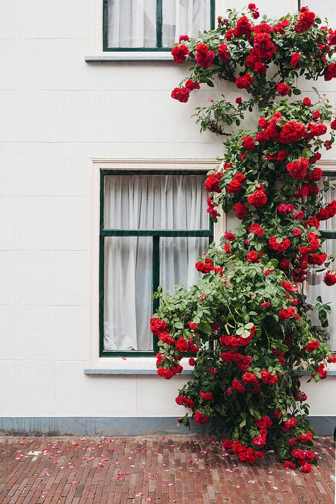 Red Roses Garden, Red Climbing Roses, Roses Climbing, White Facade, Rose Garden Landscape, House Fence Design, Climbing Flowers, Rose House, English Cottage Garden