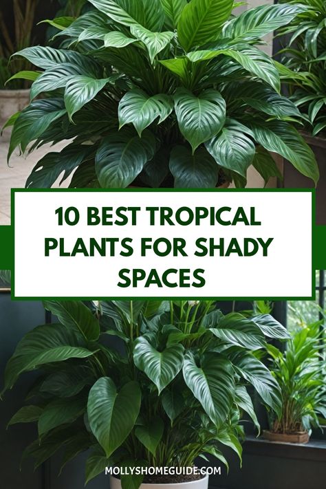 Explore a lush tropical retreat even in shady corners with the best tropical plants for shade. These cold hardy exotic plants are perfect for creating a vibrant tropical garden in cold climates or temperate areas. Discover beautiful subtropical shade plants that don't need sun to thrive, ideal for landscaping your outdoor space. From ground cover plants to unique foliage, these plants for dry shade will transform your garden into a serene oasis. Elevate your tropical landscaping ideas with these Foliage Garden Ideas, Zone 10 Shade Plants, Shady Tropical Garden Ideas, Layered Tropical Landscaping, Florida Patio Plants, Lush Shade Garden, Tropical Corner Garden, Florida Shade Landscaping, Shade Tropical Plants