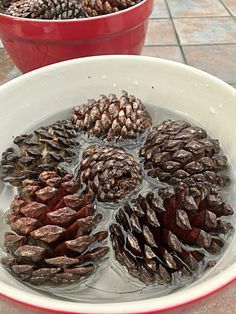 Pine Cone Crafts, Pinecone Crafts Christmas, Pine Cone Art, Pine Cone Decorations, Cones Crafts, Holiday Crafts Christmas, Winter Crafts, Christmas Deco, Xmas Crafts