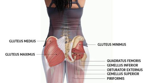 Here’s a breakdown of the glute muscles, which are the primary players in many of the movements that make it possible to do yoga. Cats Sketch, Muscle Diagram, Gluteal Muscles, Yoga Anatomy, Gluteus Medius, Lifting Workouts, Muscle Anatomy, Yoga Journal, Free Yoga