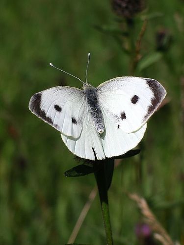 Cabbage White Butterfly, Butterfly Colors, Cabbage Butterfly, Butterfly Meaning, Tropical Africa, Butterfly Species, Blog Titles, Image Archive, Encaustic Art