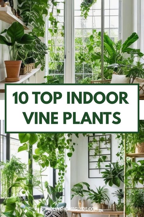 Looking to bring the outdoors in? Discover the best indoor climbing vines to add a touch of greenery to your space! From pothos climbing ideas to tropical vining plants, there are so many options to choose from. Whether you're looking for trellis ideas or attractive climbing plants for balconies and patios, indoor vines can elevate your décor. While indoor vining and climbing plants can be stunning, consider reasons why they may not always be the best choice for every space. Pothos Climbing Ideas, Pothos Climbing, House Vines, Trailing Plants Indoor, Vine House Plants, Indoor Vine Plants, Ivy Plant Indoor, Indoor Climbing Plants, Mandevilla Vine