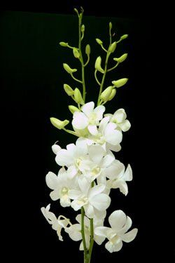 White Dendrobium Orchids, Dendrobium Orchid, Orchid Photography, Orchid White, Orchid Centerpieces, Flower Identification, Blue Lotus Flower, Types Of Orchids, Orchid Bouquet