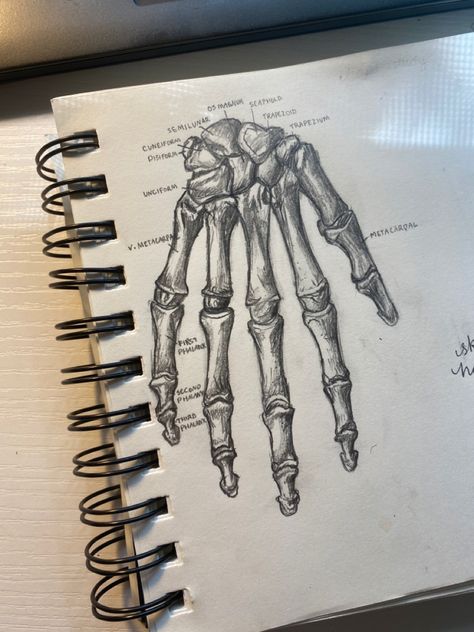 Sketch drawing pencil anatomy hand art notebook Hand Diagram Anatomy, Anatomy Drawing Aesthetic, Biology Sketches, Sketchbook Anatomy, Anatomy Artwork, Bone Drawing, Biology Diagrams, Medical Illustrations, Hand Anatomy