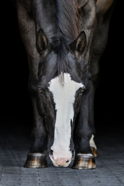 A black horse with a large white blaze has his nose touching the ground, perfectly centered between his front legs, looking directly at the camera with his light colored eyes. Equine Black Background, Stable Photoshoot, Horse Black Background, Equestrian Photoshoot, Pet Photoshoot, Black Background Portrait, Horse Poses, Horse Portraits, Horse Background