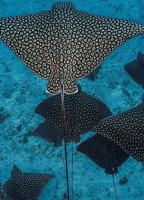 Spotted Eagle Ray, Creature Marine, Eagle Ray, Beautiful Sea Creatures, Underwater Creatures, Underwater Life, Arte Inspo, Marine Animals, Ocean Creatures