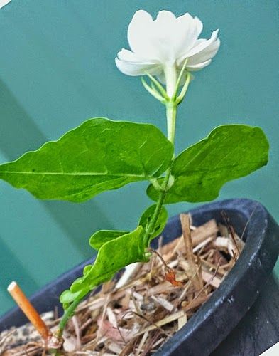 How to Propagate Arabian Jasmine Mogra Growing Jasmine, Arabian Jasmine, Jasmine Vine, Jasmine Star, Indoor Flowering Plants, Jasmine Plant, Florida Gardening, Gardening Zones, Plant Growing